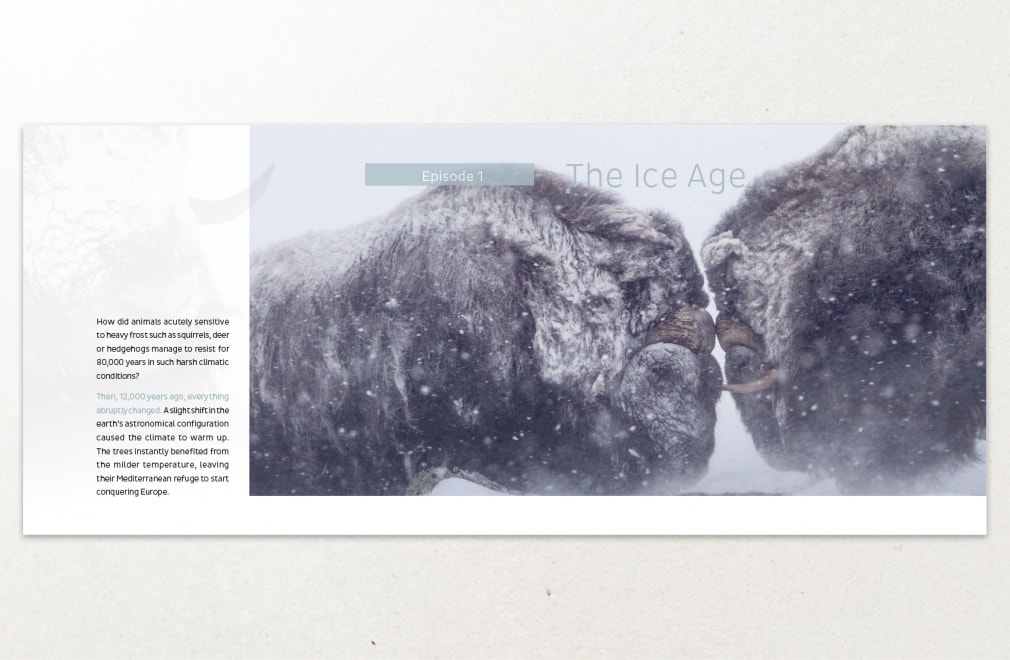 PATHÉ INTERNATIONAL - Dossier de presse 'The Forest Kingdom' : 3